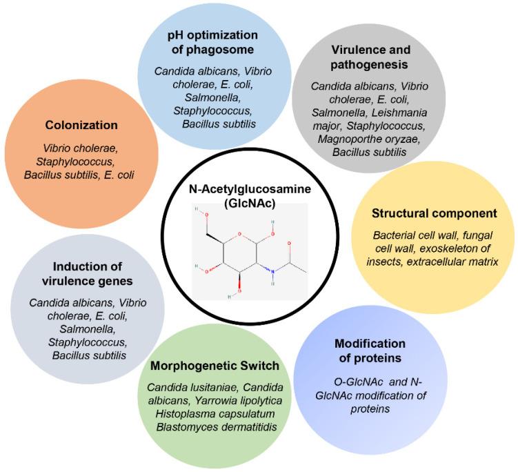 https://cdn.ncbi.nlm.nih.gov/pmc/blobs/29a1/8869657/313a29bc1b31/bioengineering-09-00064-g001.jpg