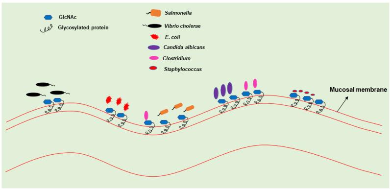 https://cdn.ncbi.nlm.nih.gov/pmc/blobs/29a1/8869657/a2a92f640b5f/bioengineering-09-00064-g002.jpg