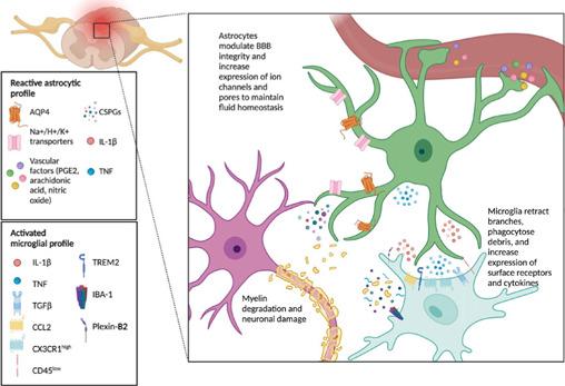 https://cdn.ncbi.nlm.nih.gov/pmc/blobs/29a2/10960308/4c94871d9b3c/NRR-19-1678-g001.jpg