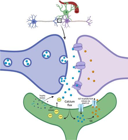 https://cdn.ncbi.nlm.nih.gov/pmc/blobs/29a2/10960308/640f24dca4ab/NRR-19-1678-g002.jpg