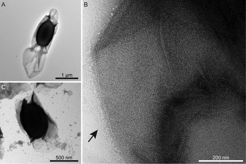 https://cdn.ncbi.nlm.nih.gov/pmc/blobs/29a2/7333573/e20fcb2c9758/mSphere.00424-20-f0001.jpg