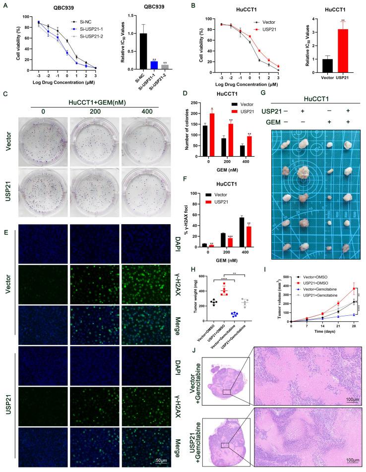 https://cdn.ncbi.nlm.nih.gov/pmc/blobs/29a5/10878141/09d741f8aa3a/ijbsv20p1492g007.jpg