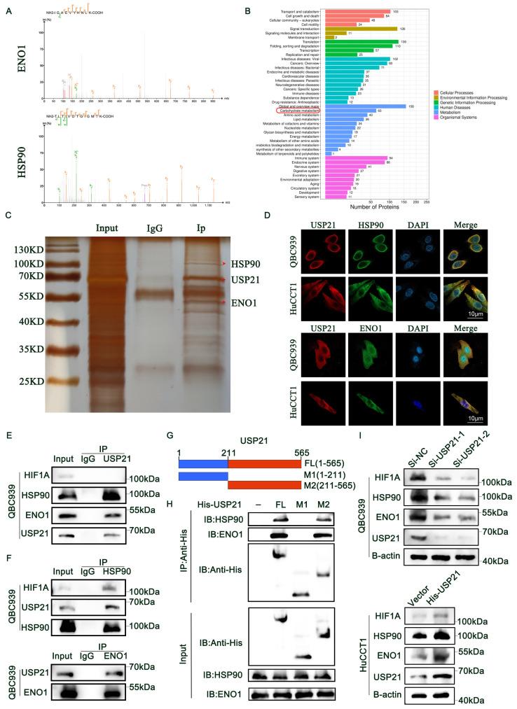 https://cdn.ncbi.nlm.nih.gov/pmc/blobs/29a5/10878141/84e4a2a99a26/ijbsv20p1492g004.jpg