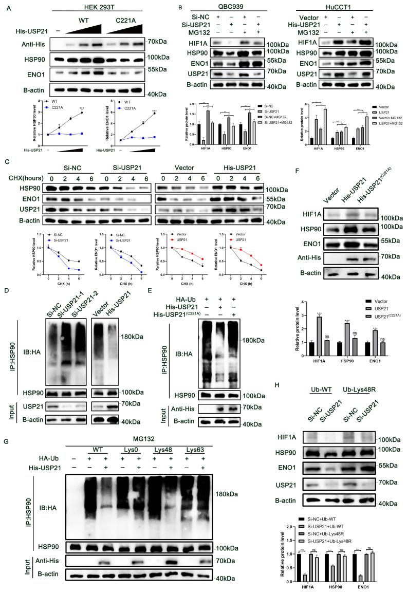 https://cdn.ncbi.nlm.nih.gov/pmc/blobs/29a5/10878141/a200e597f762/ijbsv20p1492g005.jpg