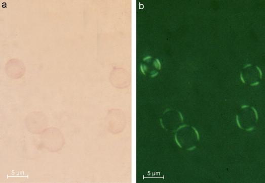 https://cdn.ncbi.nlm.nih.gov/pmc/blobs/29a5/7172417/8120553864c5/gr7.jpg