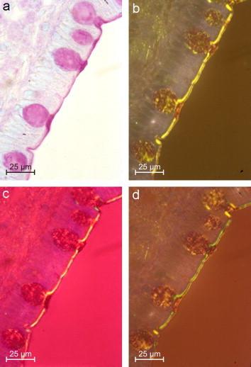 https://cdn.ncbi.nlm.nih.gov/pmc/blobs/29a5/7172417/f912a4096b0b/gr9.jpg