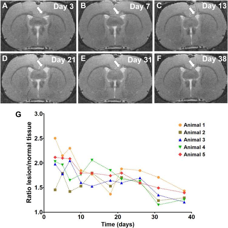 https://cdn.ncbi.nlm.nih.gov/pmc/blobs/29a9/7969884/a81d8ada06f0/fnins-15-625167-g001.jpg