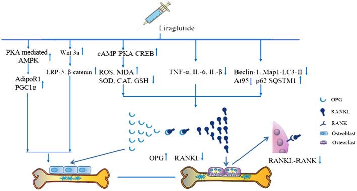 https://cdn.ncbi.nlm.nih.gov/pmc/blobs/29ab/11167098/8fb16528b1bf/fendo-15-1378291-g009.jpg