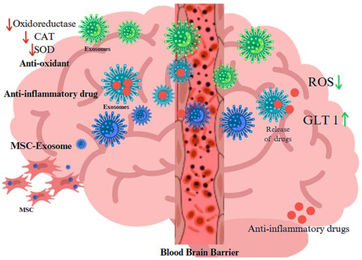 https://cdn.ncbi.nlm.nih.gov/pmc/blobs/29ab/11851802/2dd68be8b7e0/antioxidants-14-00177-g002.jpg