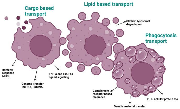 https://cdn.ncbi.nlm.nih.gov/pmc/blobs/29ab/11851802/7456b94c53c8/antioxidants-14-00177-g004.jpg