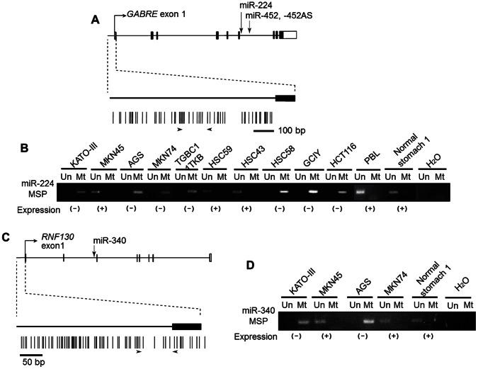 https://cdn.ncbi.nlm.nih.gov/pmc/blobs/29b4/3648557/04311b48862a/pone.0062589.g002.jpg