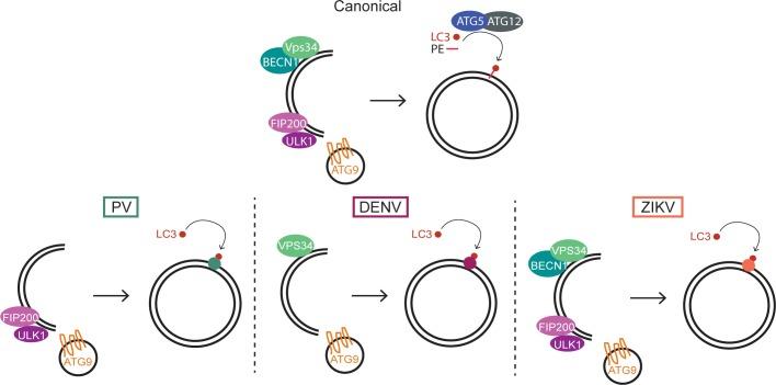 https://cdn.ncbi.nlm.nih.gov/pmc/blobs/29b4/6334974/1ae6ad146d10/pbio.2006926.g007.jpg