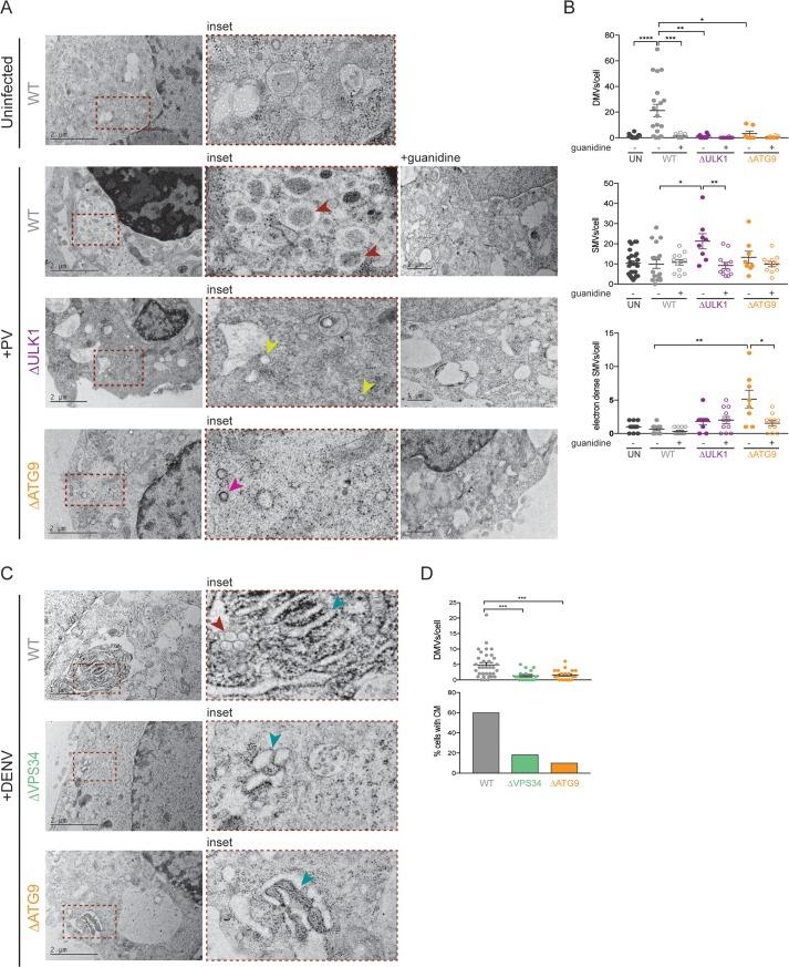 https://cdn.ncbi.nlm.nih.gov/pmc/blobs/29b4/6334974/26e5fdde14d8/pbio.2006926.g004.jpg