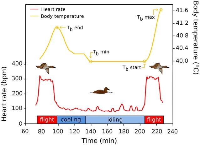 https://cdn.ncbi.nlm.nih.gov/pmc/blobs/29b5/5524731/aedca223a636/fphys-08-00532-g0001.jpg