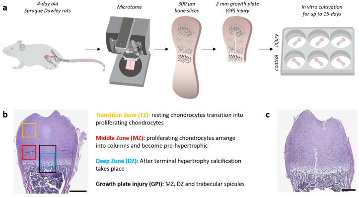 https://cdn.ncbi.nlm.nih.gov/pmc/blobs/29b6/10341345/8414985459bf/cells-12-01687-g001.jpg