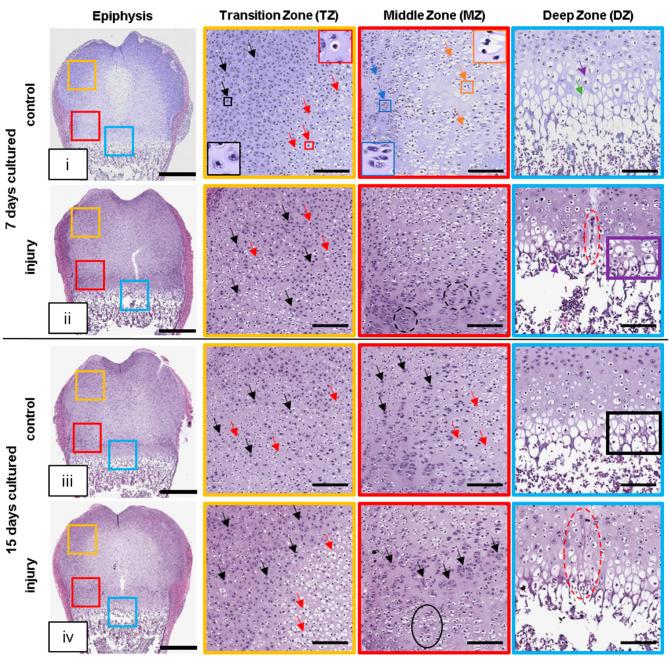 https://cdn.ncbi.nlm.nih.gov/pmc/blobs/29b6/10341345/a4b67bd843db/cells-12-01687-g002.jpg