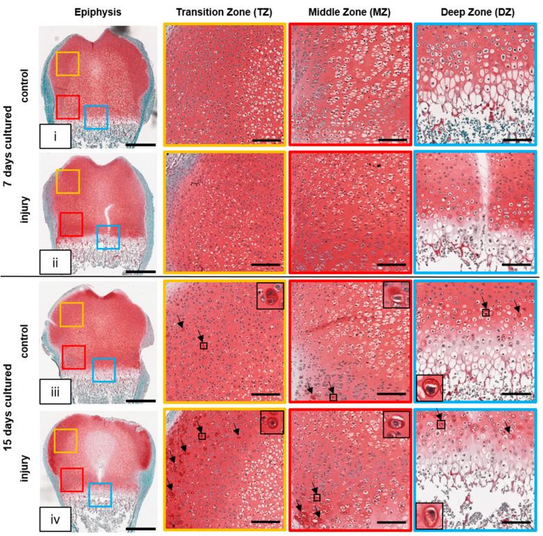 https://cdn.ncbi.nlm.nih.gov/pmc/blobs/29b6/10341345/d6a38697b3ff/cells-12-01687-g004.jpg