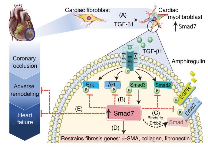 https://cdn.ncbi.nlm.nih.gov/pmc/blobs/29b6/8803336/7003aabe1bcd/jci-132-146926-g044.jpg