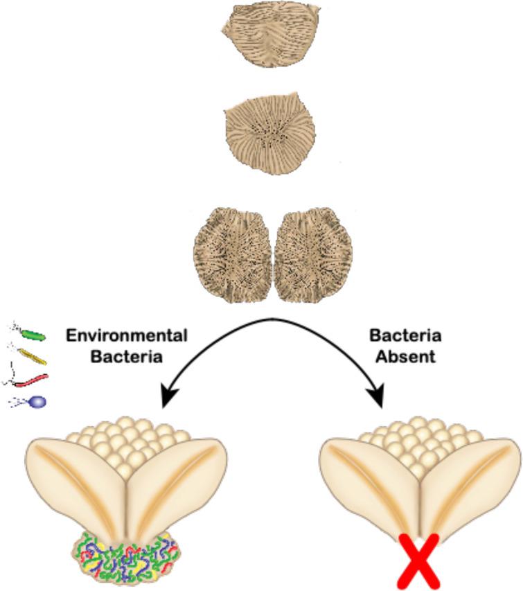 https://cdn.ncbi.nlm.nih.gov/pmc/blobs/29b6/9972975/79c53abe321d/mbio.02131-22-f007.jpg