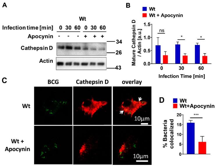 https://cdn.ncbi.nlm.nih.gov/pmc/blobs/29b8/7693114/6f2417066c54/cells-09-02406-g005.jpg