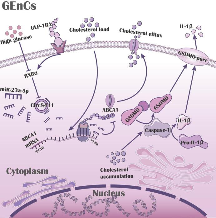 https://cdn.ncbi.nlm.nih.gov/pmc/blobs/29bc/11611192/12e9fcbf4277/pone.0314628.g008.jpg