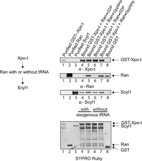 https://cdn.ncbi.nlm.nih.gov/pmc/blobs/29bf/2903676/0d345f61c763/zmk0141095180011.jpg