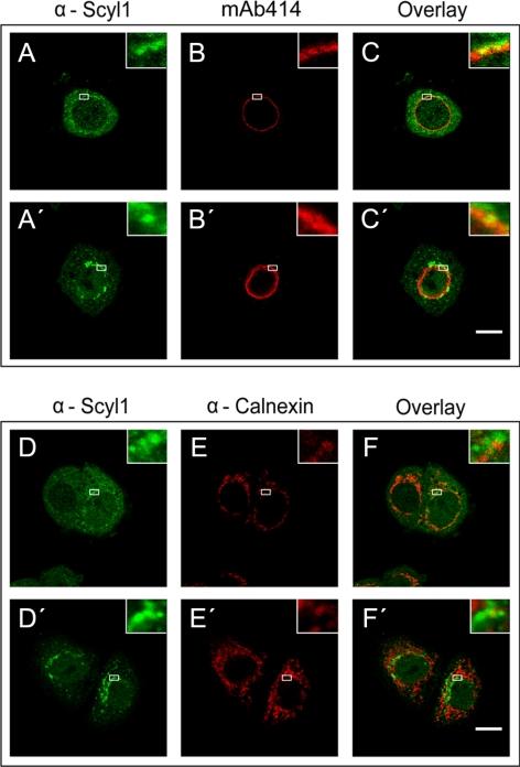 https://cdn.ncbi.nlm.nih.gov/pmc/blobs/29bf/2903676/78de6e6308ea/zmk0141095180004.jpg