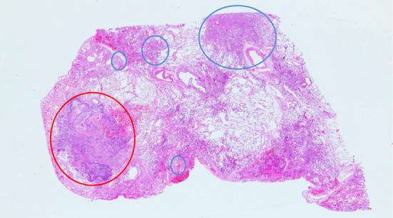 https://cdn.ncbi.nlm.nih.gov/pmc/blobs/29c2/12331295/d272b2ff12bb/1349-7235-64-14-2223-g004.jpg