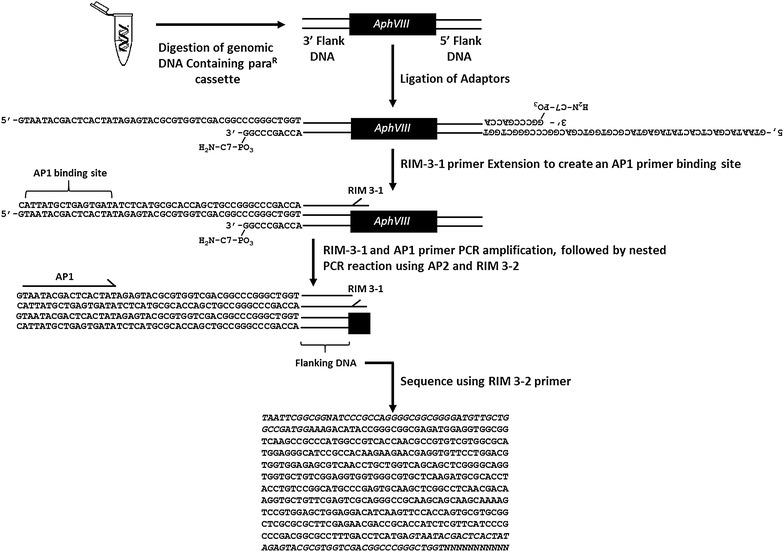 https://cdn.ncbi.nlm.nih.gov/pmc/blobs/29c3/5376698/14adfaf7daa4/13007_2017_170_Fig5_HTML.jpg