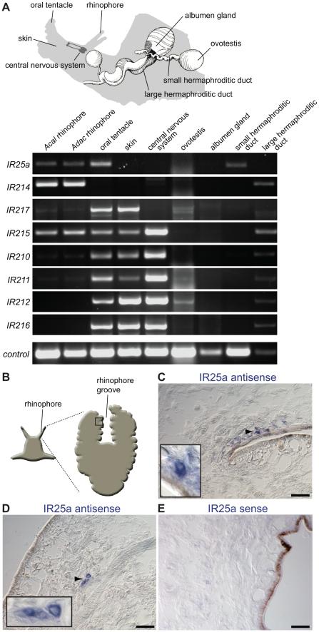 https://cdn.ncbi.nlm.nih.gov/pmc/blobs/29c6/2924276/0c0a616d633e/pgen.1001064.g003.jpg
