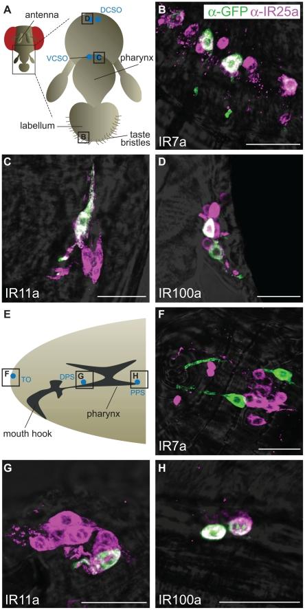 https://cdn.ncbi.nlm.nih.gov/pmc/blobs/29c6/2924276/63fe6f434a00/pgen.1001064.g005.jpg