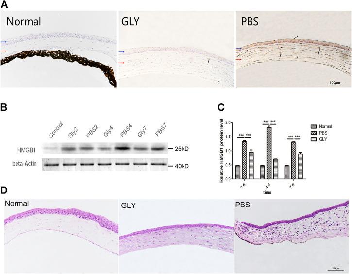 https://cdn.ncbi.nlm.nih.gov/pmc/blobs/29c8/9108160/3755e7d48ab8/fphar-13-841267-g001.jpg
