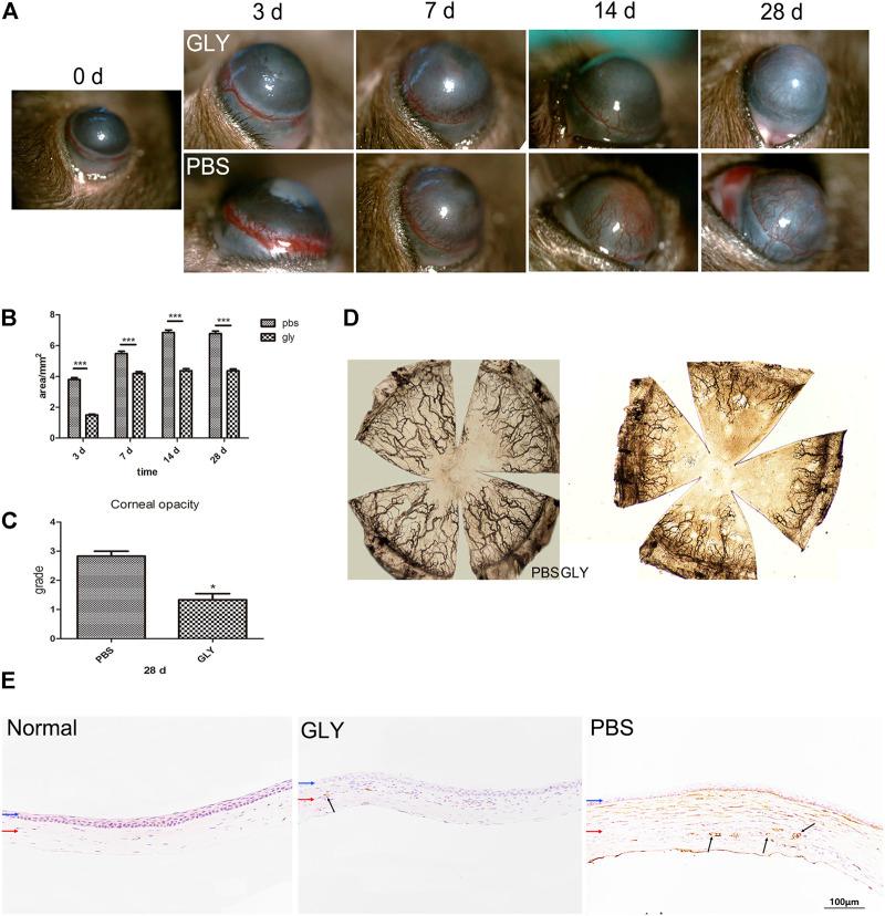 https://cdn.ncbi.nlm.nih.gov/pmc/blobs/29c8/9108160/47fa309264a0/fphar-13-841267-g002.jpg