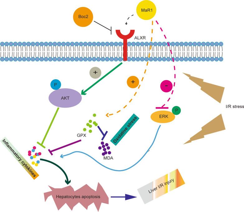 https://cdn.ncbi.nlm.nih.gov/pmc/blobs/29c9/7905895/03c1ab2caf16/10020_2021_280_Fig7_HTML.jpg