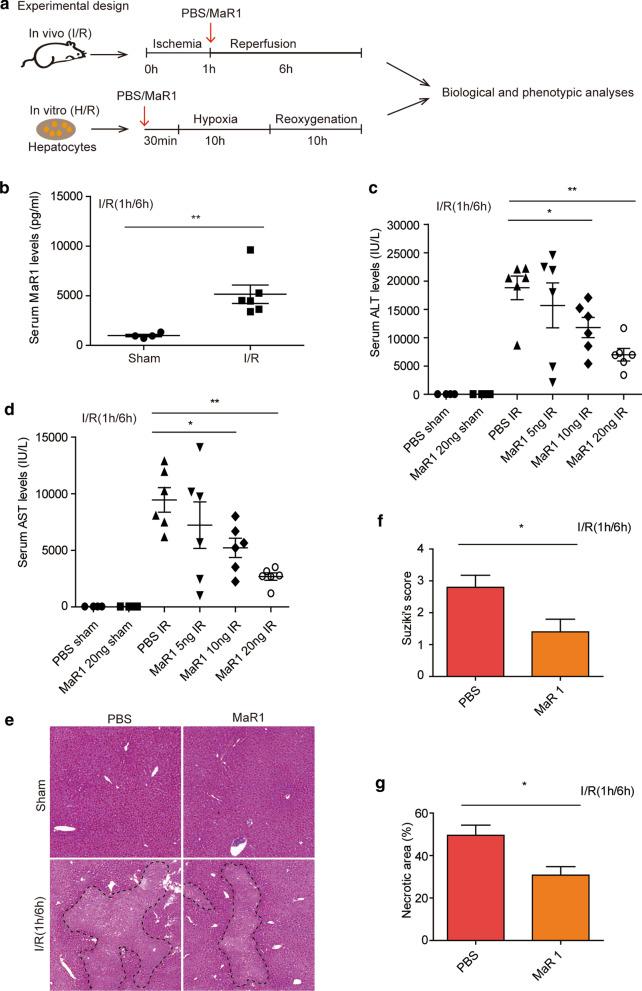 https://cdn.ncbi.nlm.nih.gov/pmc/blobs/29c9/7905895/0bd8b25d09c2/10020_2021_280_Fig1_HTML.jpg