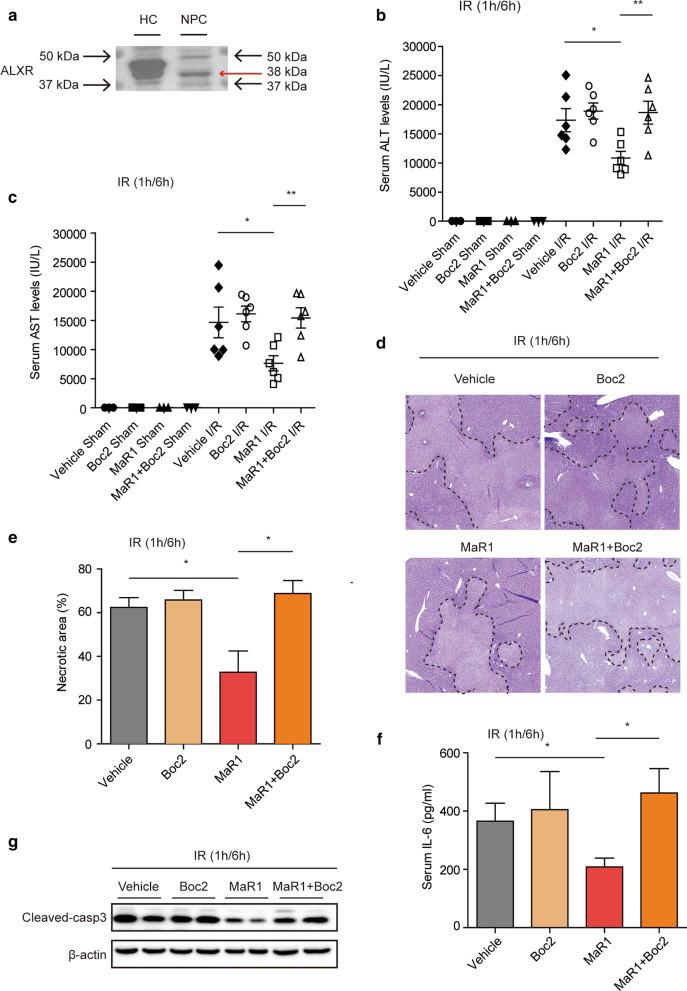 https://cdn.ncbi.nlm.nih.gov/pmc/blobs/29c9/7905895/b0155108ffad/10020_2021_280_Fig5_HTML.jpg