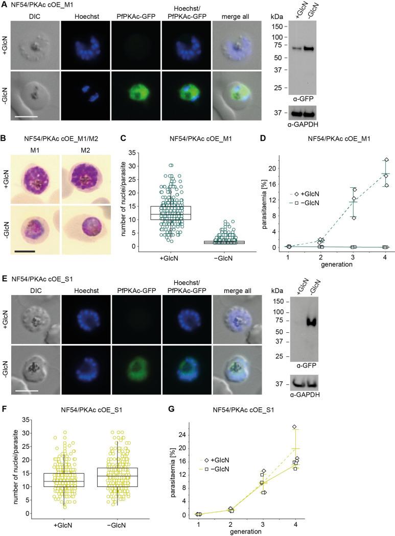 https://cdn.ncbi.nlm.nih.gov/pmc/blobs/29cb/8687544/74e447cf13dd/pbio.3001483.g002.jpg