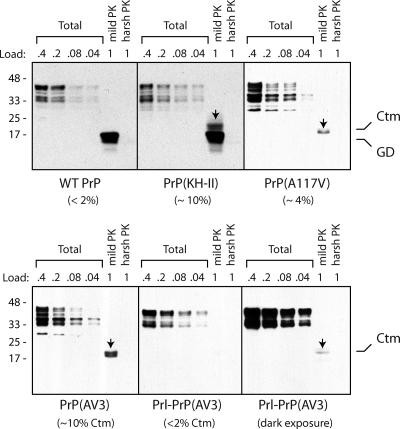 https://cdn.ncbi.nlm.nih.gov/pmc/blobs/29cc/2828915/5f6631c57e28/JCB_200911115_GS_Fig2.jpg