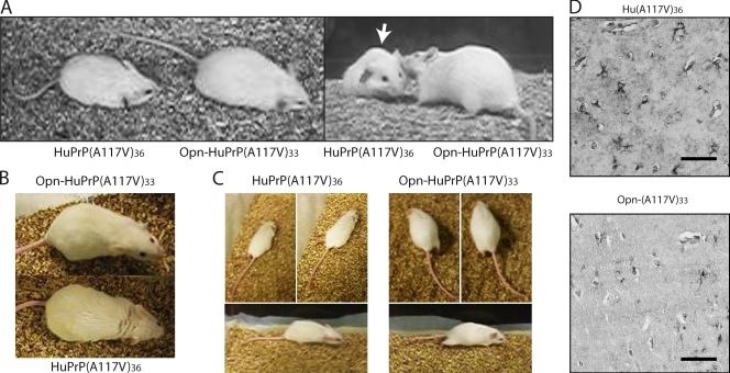 https://cdn.ncbi.nlm.nih.gov/pmc/blobs/29cc/2828915/b95fb1b8d0a6/JCB_200911115_RGB_Fig6.jpg