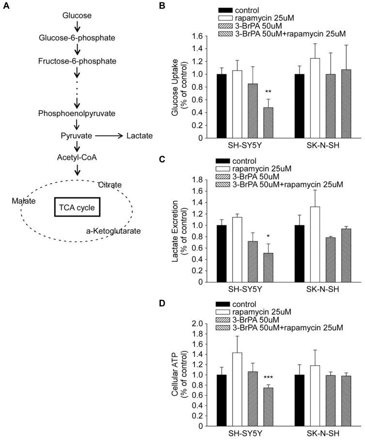 https://cdn.ncbi.nlm.nih.gov/pmc/blobs/29d2/7605667/2d5376f4ca65/OTT-13-11125-g0007.jpg
