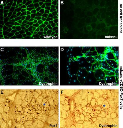 https://cdn.ncbi.nlm.nih.gov/pmc/blobs/29d6/406392/2489abe5934f/pbio.0020130.g005.jpg