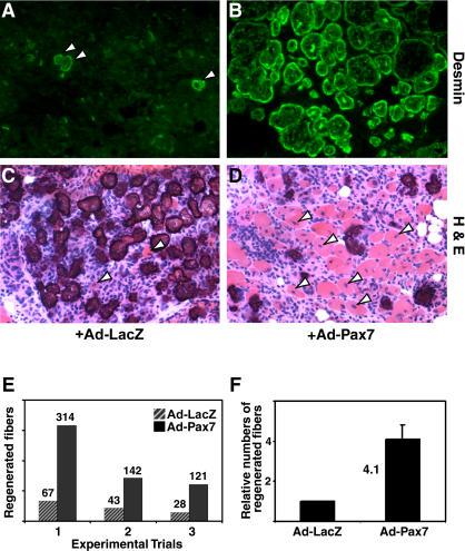 https://cdn.ncbi.nlm.nih.gov/pmc/blobs/29d6/406392/527f351504a5/pbio.0020130.g008.jpg