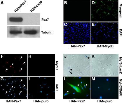 https://cdn.ncbi.nlm.nih.gov/pmc/blobs/29d6/406392/6284b0bfb5f7/pbio.0020130.g002.jpg