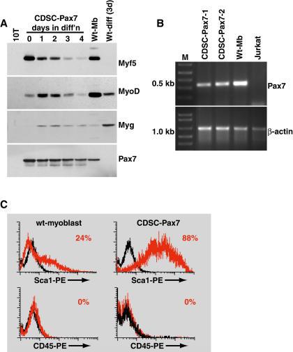 https://cdn.ncbi.nlm.nih.gov/pmc/blobs/29d6/406392/f56ec15f0724/pbio.0020130.g004.jpg