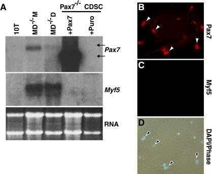 https://cdn.ncbi.nlm.nih.gov/pmc/blobs/29d6/406392/f6987271e342/pbio.0020130.g006.jpg