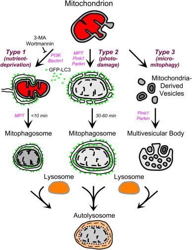 https://cdn.ncbi.nlm.nih.gov/pmc/blobs/29d6/4085350/71cb3db608bc/gr4.jpg