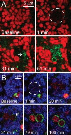 https://cdn.ncbi.nlm.nih.gov/pmc/blobs/29d6/4085350/8796940deeeb/gr2.jpg