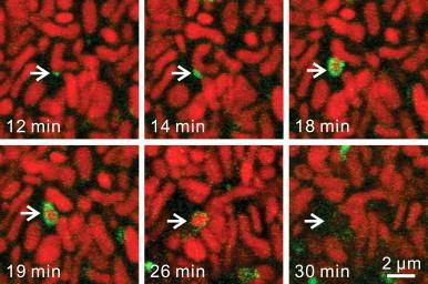 https://cdn.ncbi.nlm.nih.gov/pmc/blobs/29d6/4085350/fe7e4a12e6c0/gr1.jpg