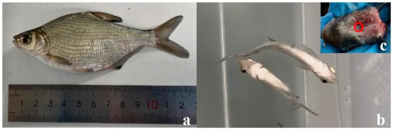 https://cdn.ncbi.nlm.nih.gov/pmc/blobs/29da/11353591/10a46eda9b43/genes-15-00987-g001.jpg