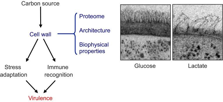 https://cdn.ncbi.nlm.nih.gov/pmc/blobs/29da/3867497/5c657321f6c8/JEB088930F6.jpg